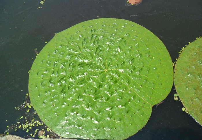 芡实图片