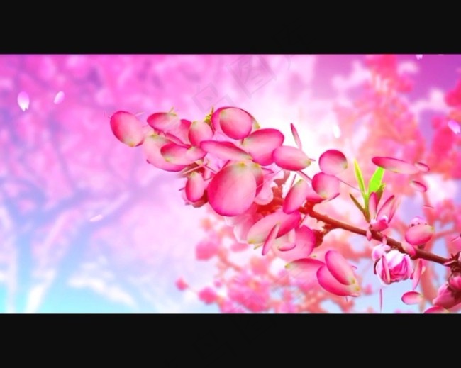 桃花绽放背景视频素材