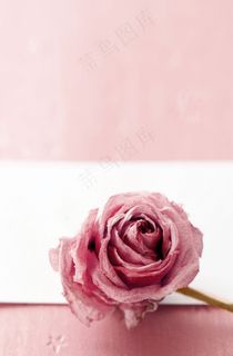 粉色玫瑰背景图片