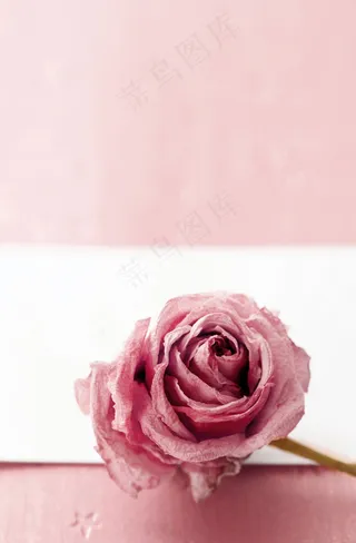 粉色玫瑰背景图片