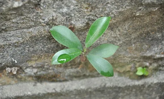 围墙小草图片 围墙小草图片