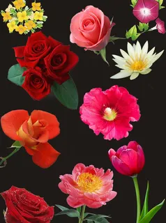 素材花图片 素材花图片