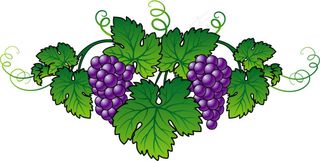 诱人的紫葡萄矢量素材