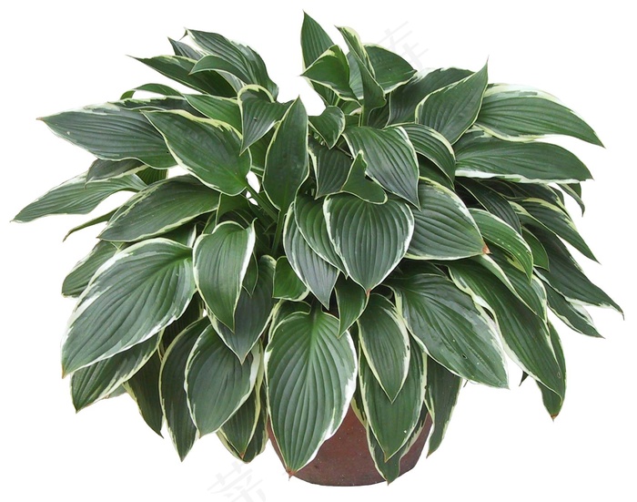 高清免抠植物梅蕙草