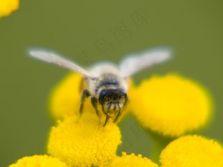 蜜蜂采集花蜜的花朵在阳光明媚的春天...