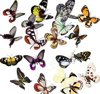 蝴蝶素材图片