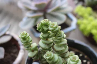 钱串 多肉钱串子图片