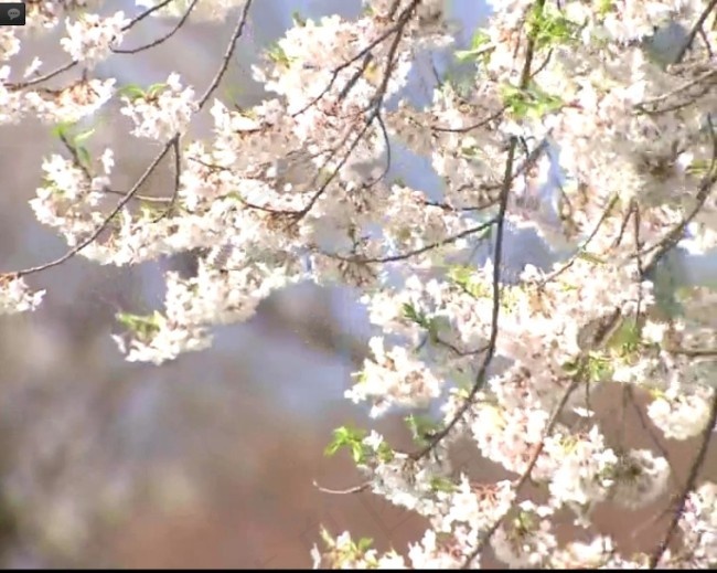 桃花