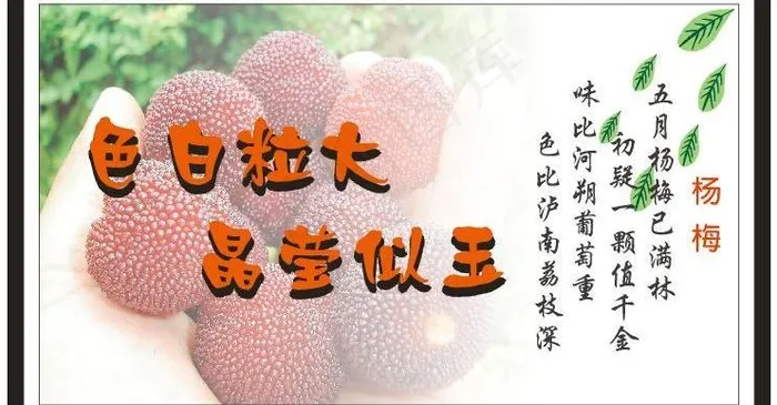 杨梅广告牌图片cdr矢量模版下载