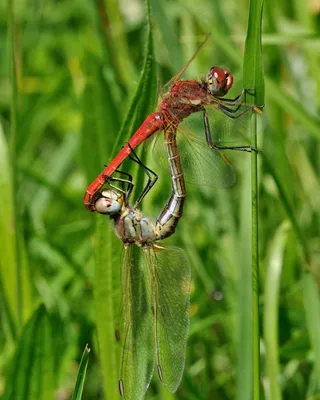 交配的蜻蜓图片