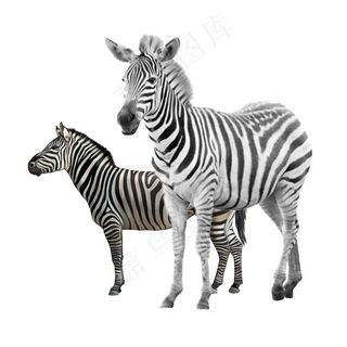 班马 免抠素材PSD分层