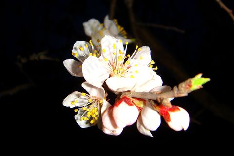 春雨桃花艳图片