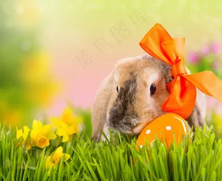 草地上的兔子彩蛋图片