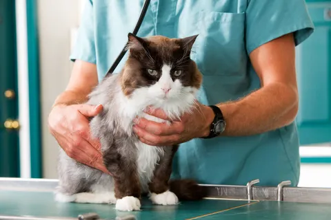 宠物猫咪图片 宠物猫咪图片