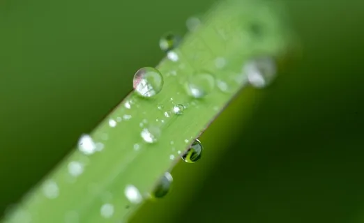 绿叶与水珠图片