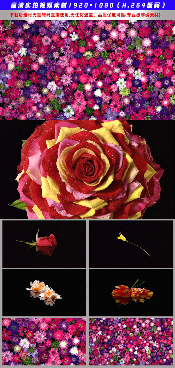 水中花静物花朵实拍视频素材