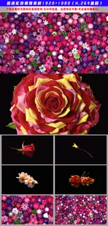 水中花静物花朵实拍视频素材