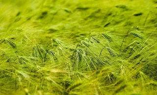 起伏的麦田图片