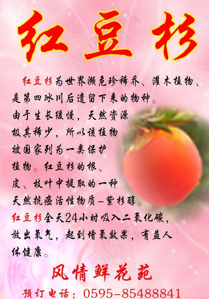 红豆杉图片psd模版下载