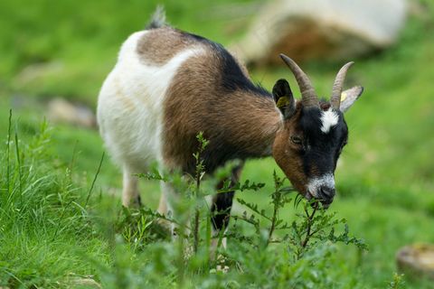 草地吃草山羊图片