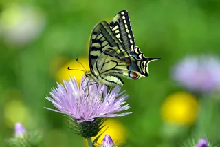 停在花朵上的蝴蝶图片