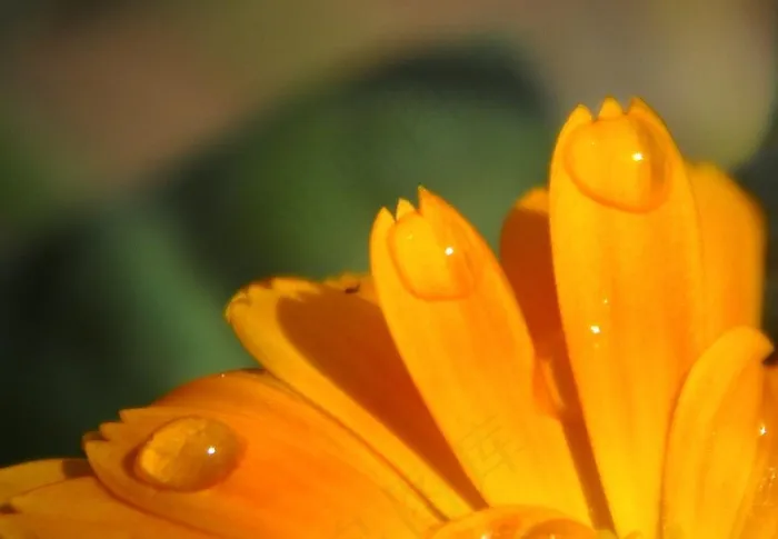 菊花图片