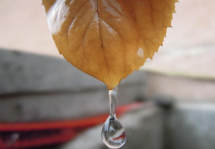 秋叶滴水图片