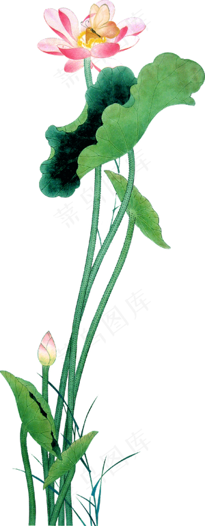 免扣荷花PNG素材透明元素大全