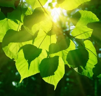 阳光下的绿叶高清图片 阳光下的绿叶高清图片