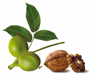 绿色核桃核桃01矢量素材