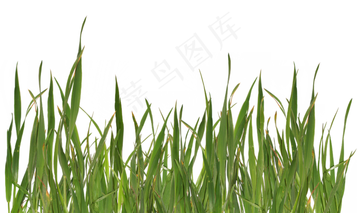 真实的高分辨率青草、小草、草地photoshop笔刷素材