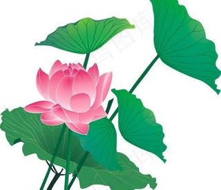 荷花矢量图图片