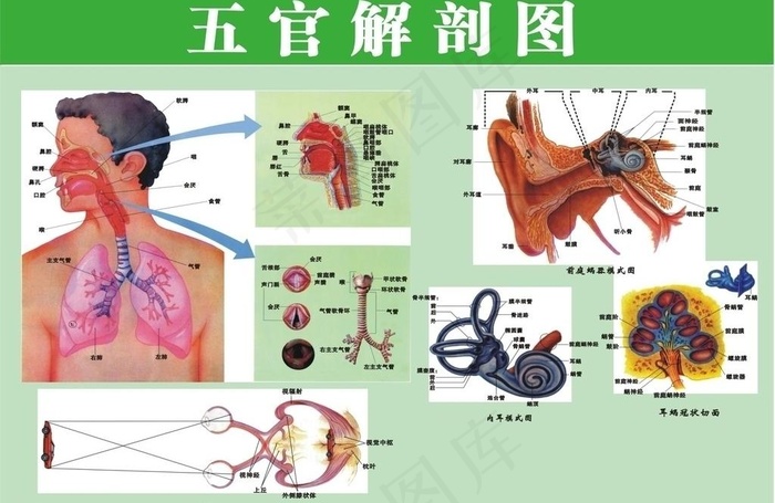 五官解剖图图片cdr矢量模版下载