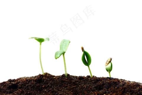 土地里的幼苗 土地里的幼苗