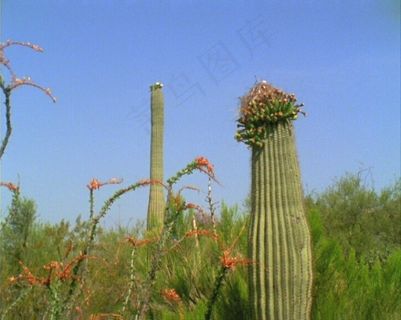 仙人掌背景视频素材素材下载