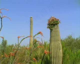 仙人掌背景视频素材素材下载
