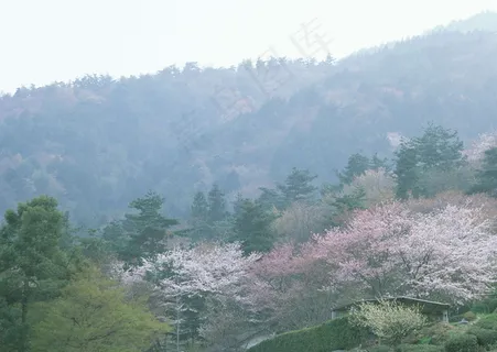 春天花朵 花朵图片 桃花 李花 杏花 春暖花朵 桃花林