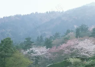 春天花朵 花朵图片 桃花 李花 杏花 春暖花朵 桃花林