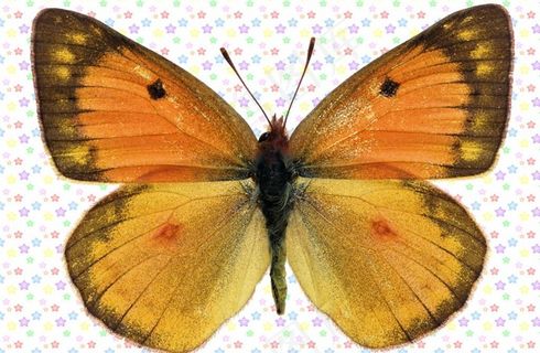 黄褐渐变色大翅膀蝴蝶图片