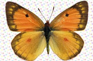 黄褐渐变色大翅膀蝴蝶图片