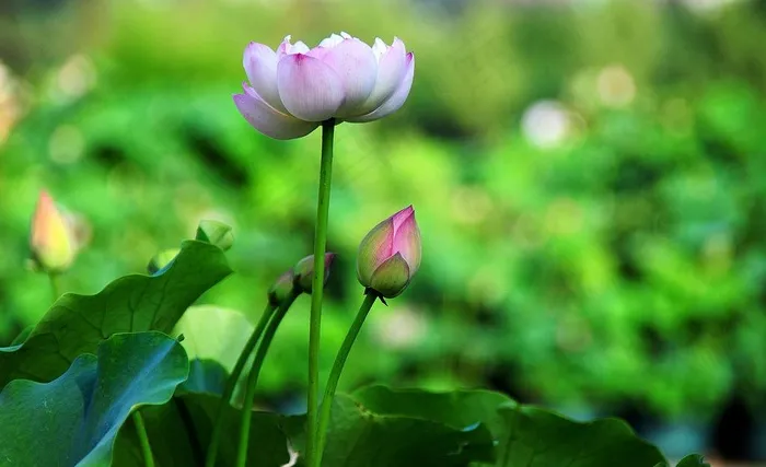 六月荷花