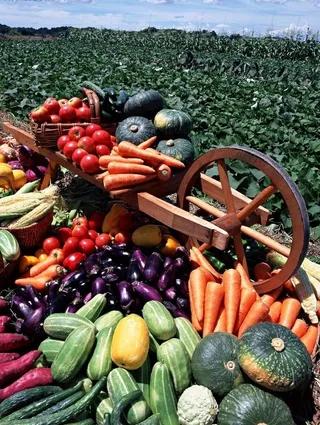 田间的蔬菜图片