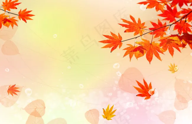 枫叶(4000X2600(DPI:300))psd模版下载