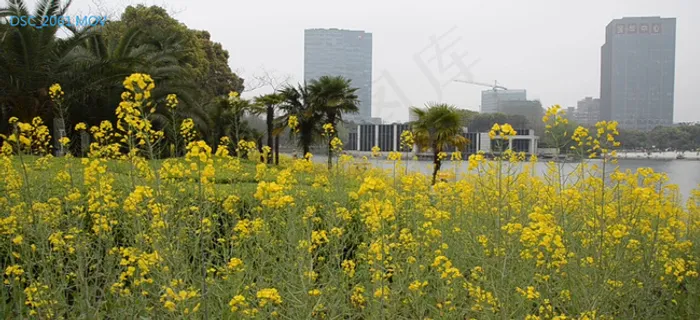 公园油菜花