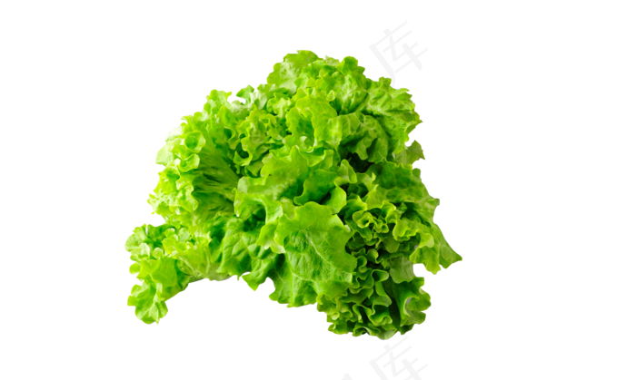 生菜png