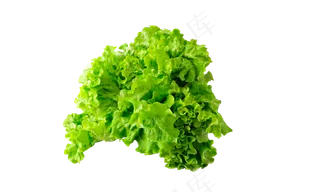生菜png
