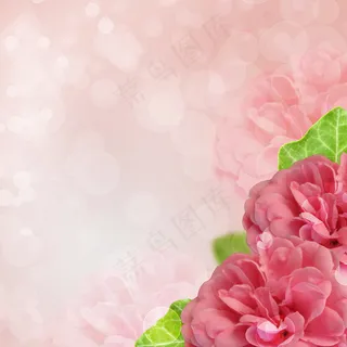 唯美玫瑰花淡雅背景图片