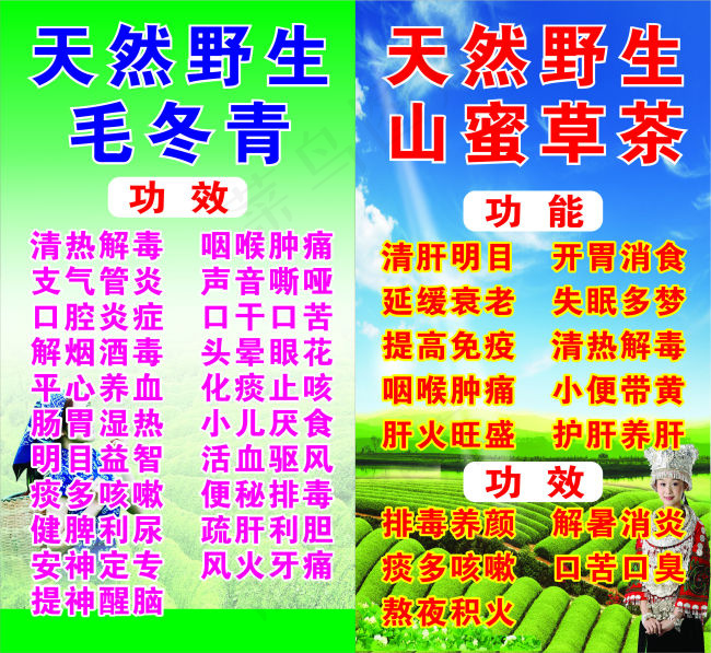 越南天然野生毛冬青(2800X1500)cdr矢量模版下载