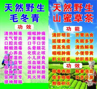 越南天然野生毛冬青