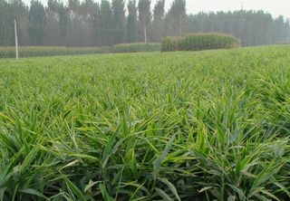 高清生姜大田图片